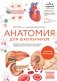 Анатомия для школьников. Пособие для учеников химико-биологических классов и абитуриентов естественно-научных направлений фото книги маленькое 2