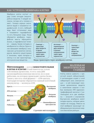 Всё о теле человека фото книги 5