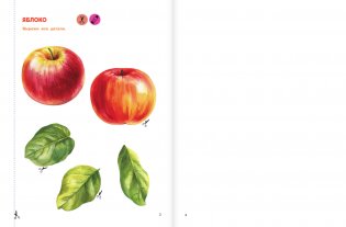 Вырезай и клей. Овощи и фрукты фото книги 3