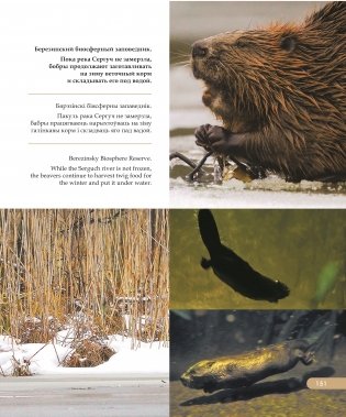 Национальные парки ― жемчужины Беларуси. Нацыянальныя паркі ― жамчужыны Беларусі. National parks ― pearls of Belarus фото книги 12