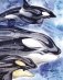 Маленькая косатка фото книги маленькое 4