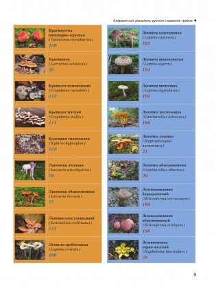 Большая энциклопедия. Грибы. Съедобные и несъедобные. Собираем и готовим. фото книги 10