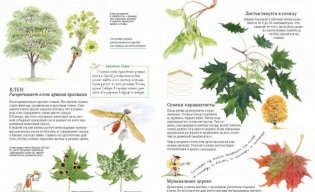 Софи в мире деревьев фото книги 3