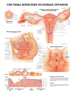 Большой атлас анатомии человека фото книги 8