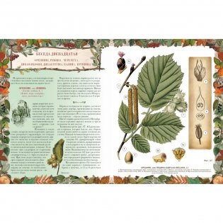 Беседы о русском лесе фото книги 9