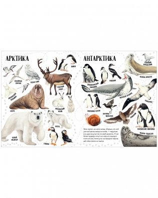 Приключения улитки Элли в мире животных (мягкая обложка) фото книги 6