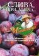 Слива, терн, алыча... Сорта, выращивание, календарь садовых работ фото книги маленькое 2
