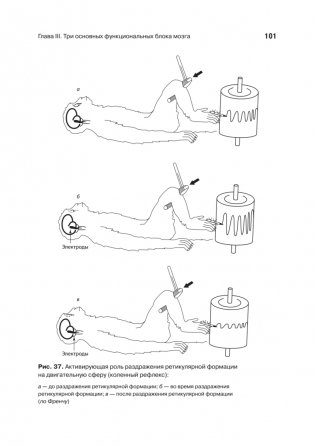 Основы нейропсихологии фото книги 13
