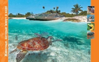 В мире животных. Энциклопедия фото книги 5