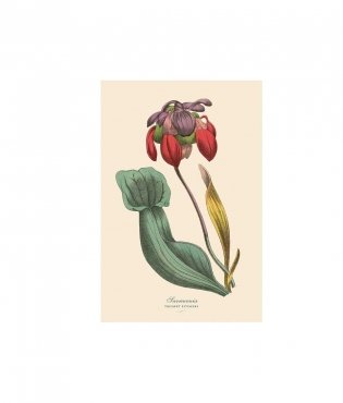 Instant Wall Art Vibrant Botanical Prints фото книги 5