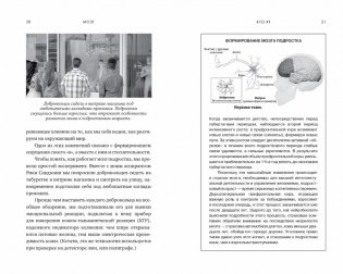 Мозг. Ваша личная история фото книги 7
