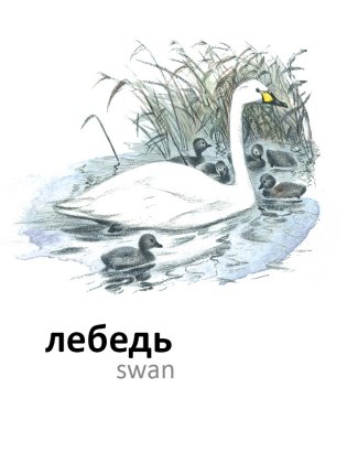 Птицы фото книги 4