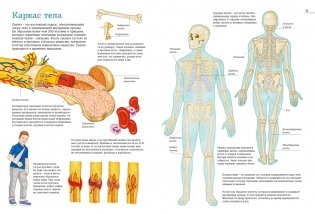 Тело человека. Атлас анатомии в картинках фото книги 4