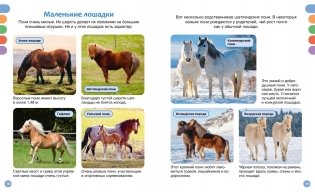 Лошади фото книги 5