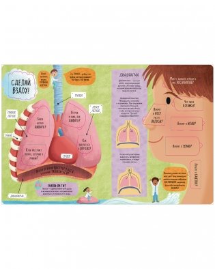 Большая книга с окошками. Тело человека фото книги 6