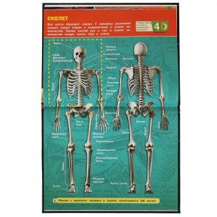 Тело человека. Энциклопедия с развивающими заданиями фото книги 3