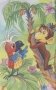 38 попугаев фото книги маленькое 5