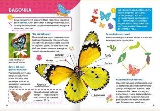 Энциклопедия для маленьких почемучек. Насекомые фото книги 3