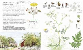 Софи в мире цветов фото книги 4