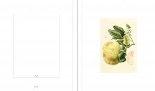 Instant Wall Art Vibrant Botanical Prints фото книги 7