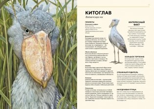 Животные Африки в натуральную величину фото книги 4