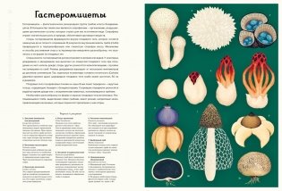 Грибариум фото книги 5