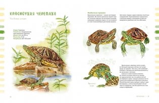 Животные в городе. Где найти и как узнать фото книги 5