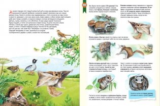 Кто где живёт? Звери и птицы леса фото книги 4