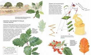 Софи в мире деревьев фото книги 11