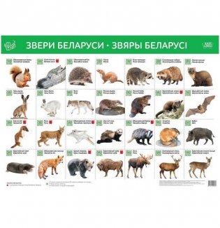 Звери Беларуси. Звяры Беларусі (интерактивный плакат на русском и белорусском языках) фото книги