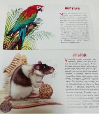 Обучающие карточки "Домашние любимцы" фото книги 4