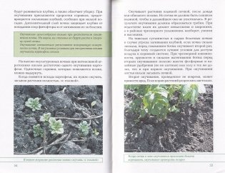 Картофель и корнеплоды фото книги 2