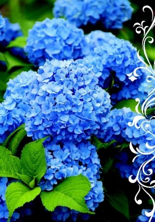 Цветочная терапия фото книги 6