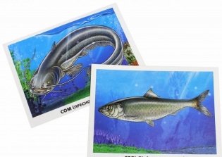 Обучающие карточки. Рыбы морские и пресноводные фото книги 2