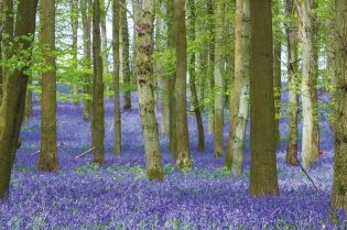 Выдающиеся деревья, которые изменили нашу жизнь фото книги 5