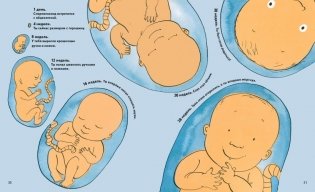 Откуда берутся дети? фото книги 6