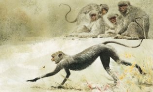 Книга джунглей фото книги 5