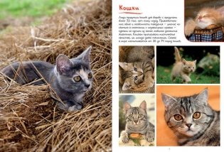 Моя большая книга о животных фото книги 4
