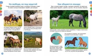 Лошади фото книги 3