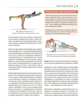 Анатомия йоги простыми словами. Иллюстрированное пособие по упражнениям и асанам фото книги 8