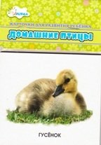 Домашние птицы: мамы и дети. Учебные карточки фото книги