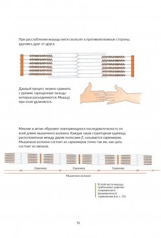 Анатомия йоги. Как работают мышцы фото книги 7