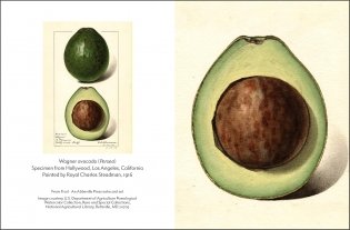 Fruit: Selections from the USDA Pomological Watercolor Collection (Tiny Folio) фото книги 2