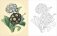 Flowers colouring book фото книги маленькое 4