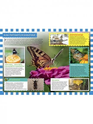 Бабочки. Детская энциклопедия фото книги 3