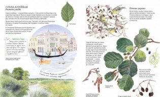 Софи в мире деревьев фото книги 6