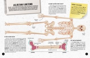 Что? Как? Почему? Мои первые знания про ТЕЛО ЧЕЛОВЕКА (с постером) фото книги 5