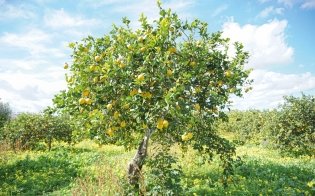 Лимон: От корки до корки. Яркие рецепты с цитрусовыми нотками фото книги 3