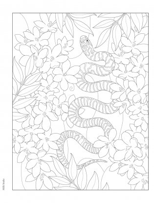 Creative Haven Forest & Woodland Wildlife Coloring Book фото книги 6