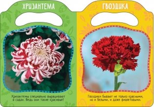 Вот так цветы! фото книги 2